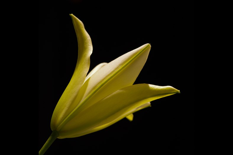 Easter Lily